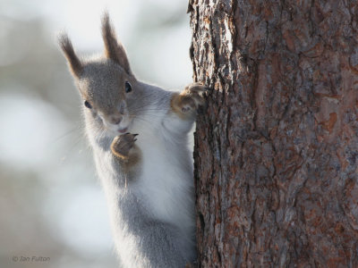 Red Squirrel, Kaamanen, Finland