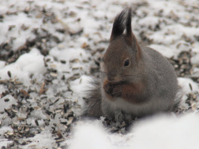 Red Squirrel, Kaamanen, Finland