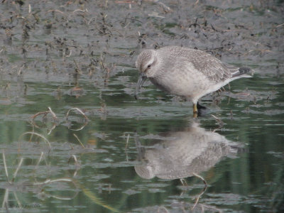 Knot, RSPB Baron's Haugh, Clyde