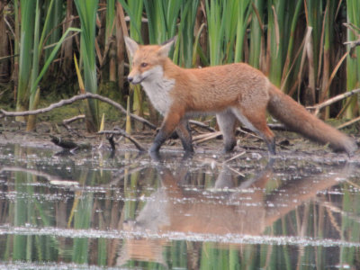 Red Fox, RSPB Baron's Haugh, Clyde