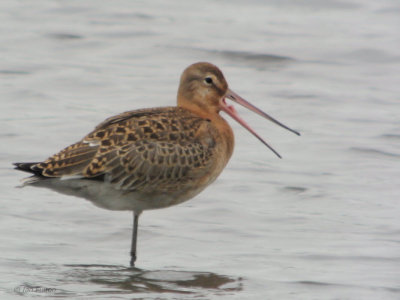 Black-tailed Godwit, RSPB Baron's Haugh, Clyde