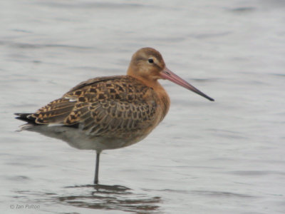 Black-tailed Godwit, RSPB Baron's Haugh, Clyde