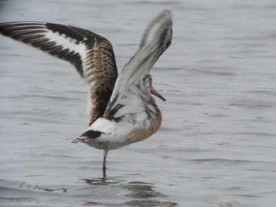 Black-tailed Godwit, RSPB Baron's Haugh, Clyde