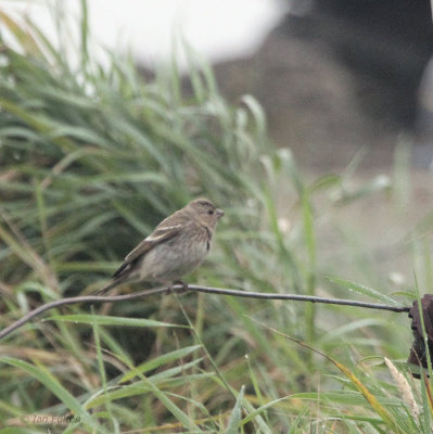 Common Rosefinch, Fair Isle