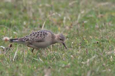 Buff-breasted Sandpiper, Fair Isle