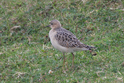 Buff-breasted Sandpiper, Fair Isle