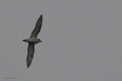 Buff-breasted Sandpiper, Fair Isle