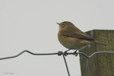 Chiffchaff, Fair Isle