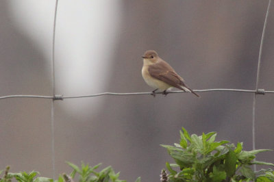 Red-breasted Flycatcher, Fair Isle