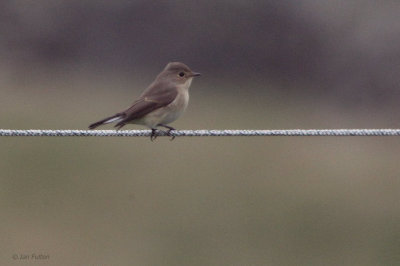 Red-breasted Flycatcher, Fair Isle