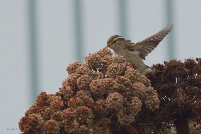 Yellow-browed Warbler, Fair Isle
