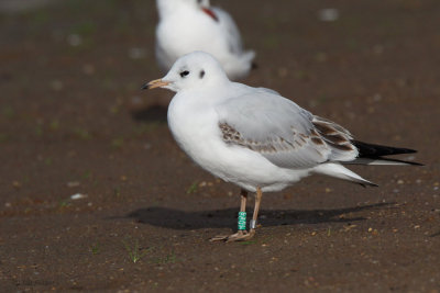 Black-headed Gull, Hogganfield Loch, Glasgow