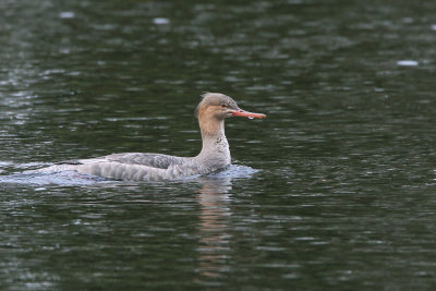 Red-breasted Merganser, River Leven at Balloch, Clyde
