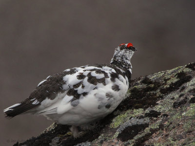 Ptarmigan, Coire an Lochan - Cairngorm, Highland