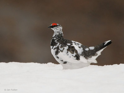 Ptarmigan, Coire an Lochan - Cairngorm, Highland