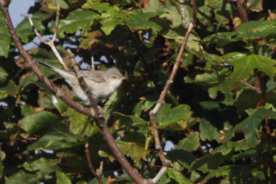 Barred Warbler, Baltasound-Unst, Shetland