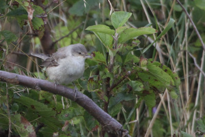 Barred Warbler, Halligarth-Unst, Shetland