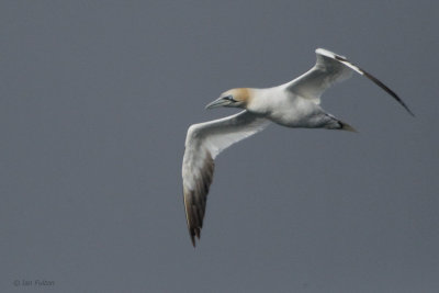 Gannet, Gutcher-Belmont ferry, Shetland