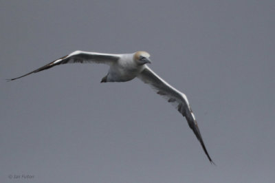 Gannet, Gutcher-Belmont ferry, Shetland