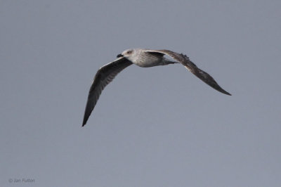 Great Black-backed Gull, Gutcher-Belmont ferry, Shetland