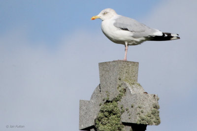 Herring Gull, Norwick-Unst, Shetland