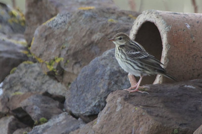 Pechora Pipit, Baltasound-Unst, Shetland