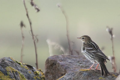 Pechora Pipit, Baltasound-Unst, Shetland