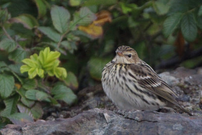 Pechora Pipit, Baltasound-Unst, Shetland