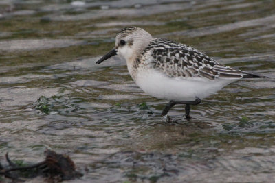 Sanderling,Norwick-Unst, Shetland