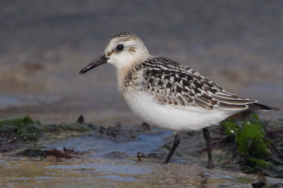 Sanderling,Norwick-Unst, Shetland