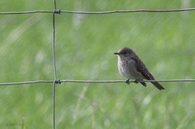 Spotted Flycatcher, Sumburgh, Shetland