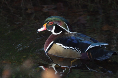 Wood Duck, Banton Loch, Kilsyth, Clyde