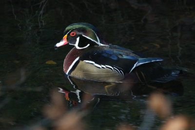 Wood Duck, Banton Loch, Kilsyth, Clyde