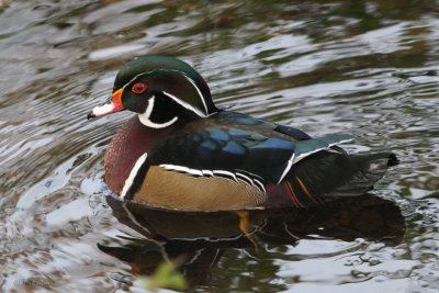 Wood Duck, Banton Loch, Kilsyth, Clyde