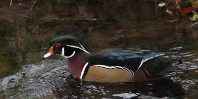 Wood Duck, Banton Loch, Kilsyth, Clyde