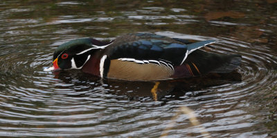 Wood Duck, Banton Loch, Kilsyth, Clyde