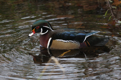 Wood Duck, Banton Loch, Kilsyth, Clyde