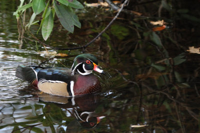 Wood Duck, Banton Loch, Kilsyth, Clyde