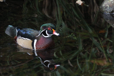 Wood Duck, Banton Loch, Kilsyth, Clyde