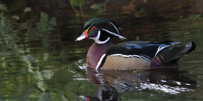 Wood Duck, Banton Loch, Kilsyth, Clyde