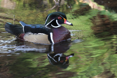 Wood Duck, Banton Loch, Kilsyth, Clyde