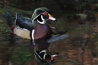 Wood Duck, Banton Loch, Kilsyth, Clyde