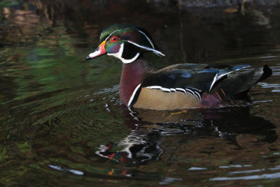 Wood Duck, Banton Loch, Kilsyth, Clyde