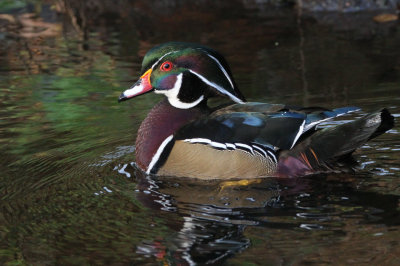 Wood Duck, Banton Loch, Kilsyth, Clyde