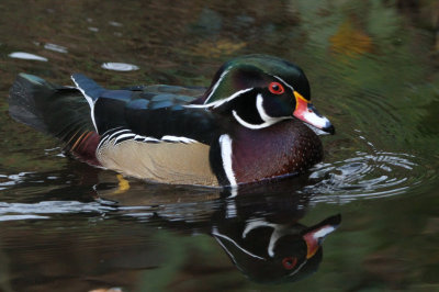 Wood Duck, Banton Loch, Kilsyth, Clyde