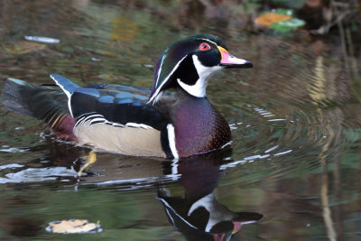 Wood Duck, Banton Loch, Kilsyth, Clyde