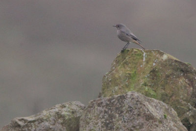 Black Redstart, Lochcraig Reservoir, Clyde