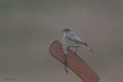 Black Redstart, Lochcraig Reservoir, Clyde