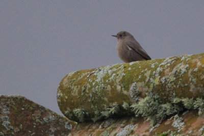 Black Redstart, Lochcraig Reservoir, Clyde