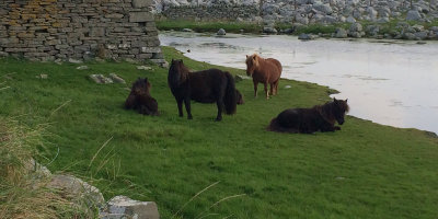 Shetland Ponies at Grutness, Shetland